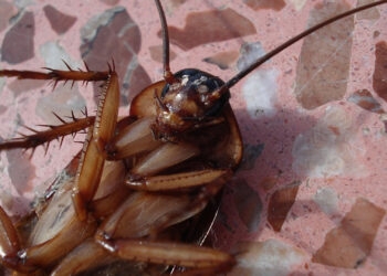 Uma barata pode transmitir até 250 milhões de fungos e bactérias