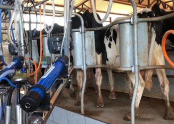 Produção de trigo, soja e arroz cresce no RS, mas cadeia do leite tem 2022 difícil, aponta Farsul