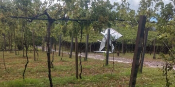 Chuva de granizo causa vários estragos em parreirais no interior de Nova Roma do Sul