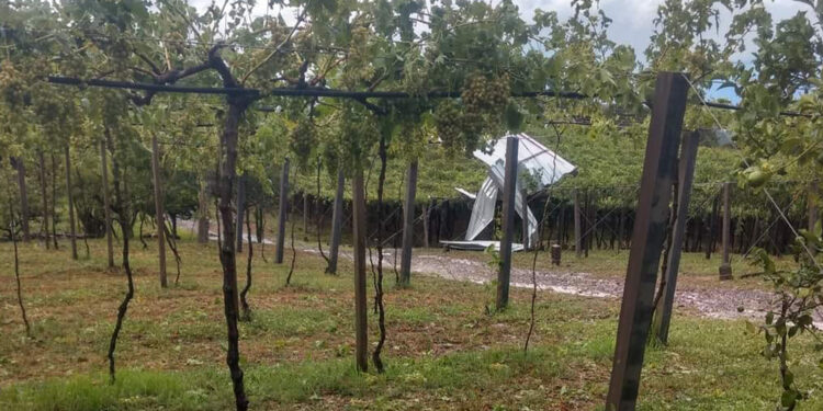 Chuva de granizo causa vários estragos em parreirais no interior de Nova Roma do Sul