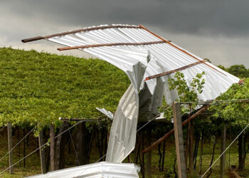 Cerca de 40 hectares de uva foram atingidos pelo granizo no interior de Nova Roma do Sul