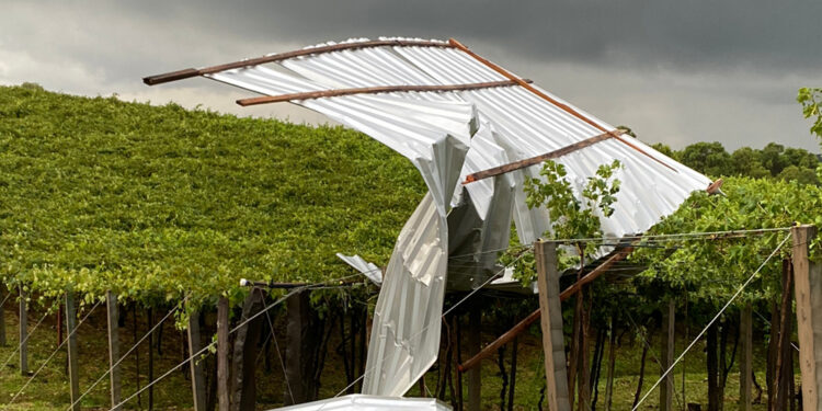 Cerca de 40 hectares de uva foram atingidos pelo granizo no interior de Nova Roma do Sul