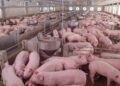 Custo de produção por quilo de suíno chega ao maior patamar do ano