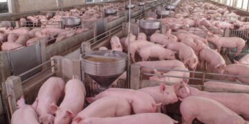 Custo de produção por quilo de suíno chega ao maior patamar do ano