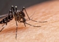 RS apresenta mais casos suspeitos de dengue do que o esperado para a época do ano