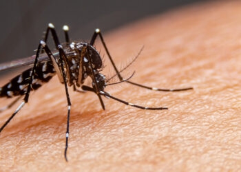 RS apresenta mais casos suspeitos de dengue do que o esperado para a época do ano
