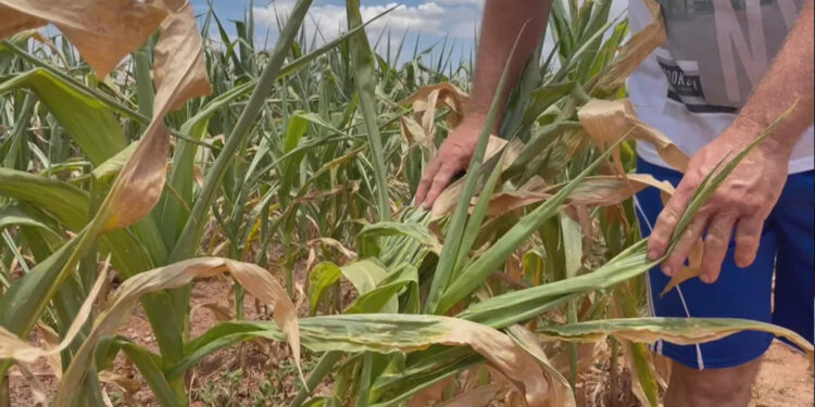 Tupanciretã emite 1º decreto emergência da temporada no RS