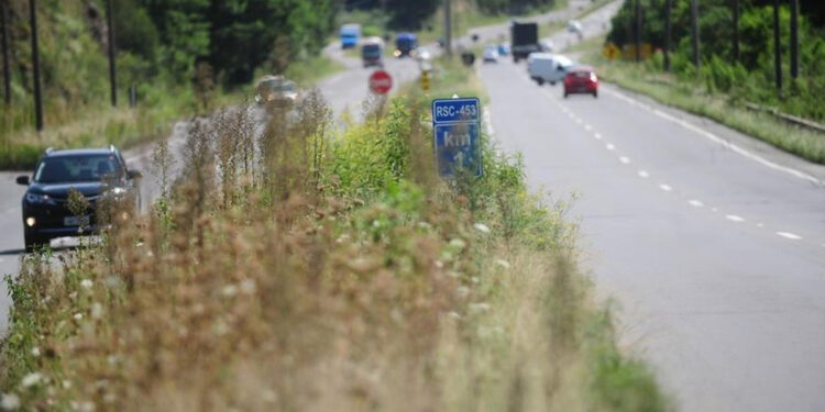 Matagal às margens da ERS-122, prejudica visibilidade de motoristas e pedestres em Caxias do Sul