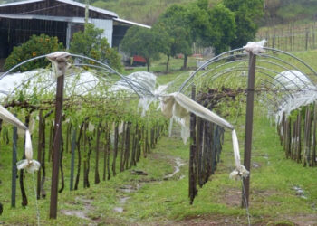Chuva de granizo causa prejuízo em algumas terras do interior de Nova Pádua