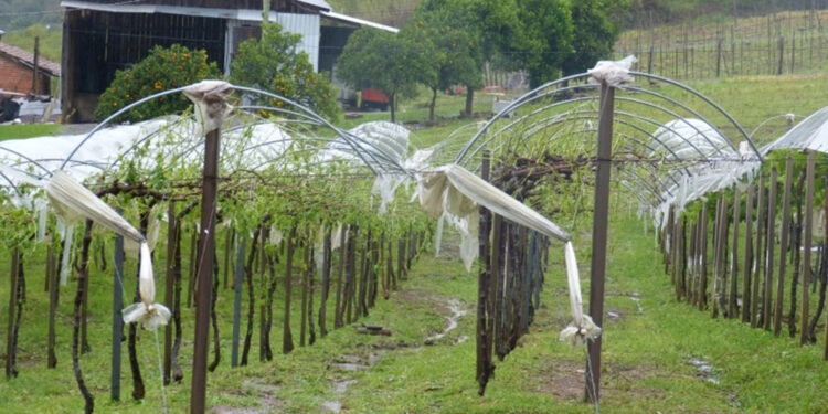 Chuva de granizo causa prejuízo em algumas terras do interior de Nova Pádua