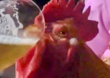 Dois homens são indiciados por dar cerveja a galo durante despedida de solteiro em Panambi