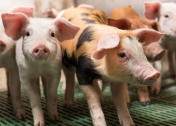 Após 20 anos do último caso da doença de Aujeszky, Rio Grande do Sul volta a registrar a enfermidade