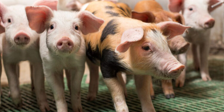 Após 20 anos do último caso da doença de Aujeszky, Rio Grande do Sul volta a registrar a enfermidade