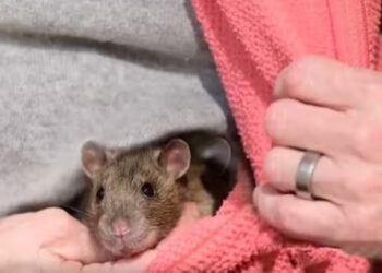 Rata de estimação acorda tutora e a salva de incêndio