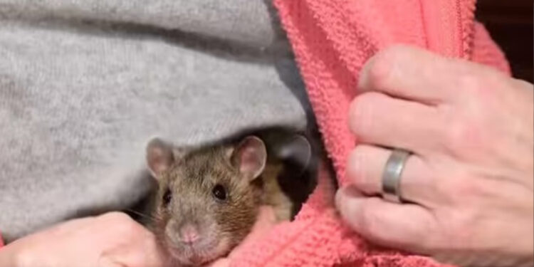 Rata de estimação acorda tutora e a salva de incêndio