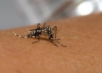 RS registra aumento de 59% nos casos de dengue nas 3 primeiras semanas de janeiro de 2023