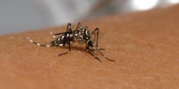 RS registra aumento de 59% nos casos de dengue nas 3 primeiras semanas de janeiro de 2023