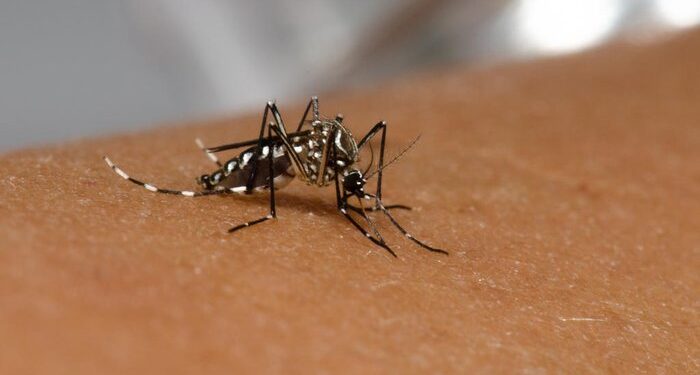 RS registra aumento de 59% nos casos de dengue nas 3 primeiras semanas de janeiro de 2023