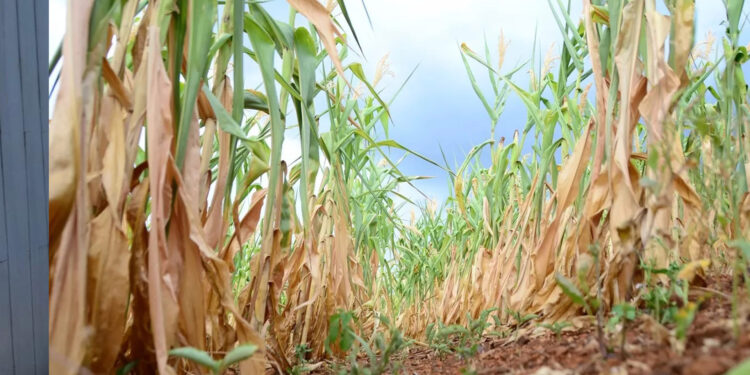 Sobe para 70 o número de municípios em situação de emergência no RS devido à estiagem