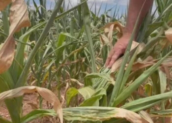 Sobe para 48 o número de municípios que decretaram situação de emergência pela estiagem no RS