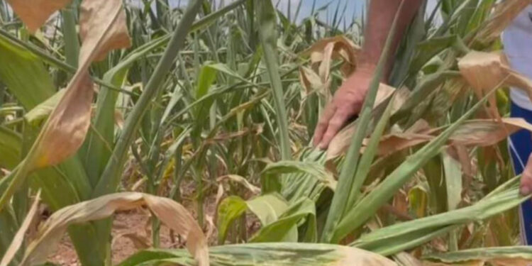 Sobe para 48 o número de municípios que decretaram situação de emergência pela estiagem no RS