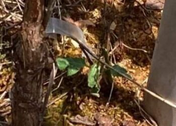 Mais de mil pés de parreira são cortados no interior de Fagundes Varela