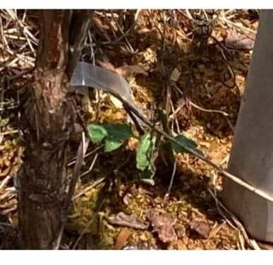 Mais de mil pés de parreira são cortados no interior de Fagundes Varela