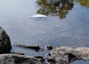 Produtor rural é multado em R$ 58 mil por morte de peixes após descarte irregular de fezes de porco no RS