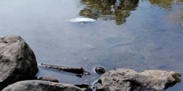 Produtor rural é multado em R$ 58 mil por morte de peixes após descarte irregular de fezes de porco no RS