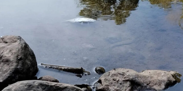 Produtor rural é multado em R$ 58 mil por morte de peixes após descarte irregular de fezes de porco no RS