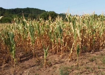 Mais de 40 municípios do RS decretaram emergência devido à estiagem