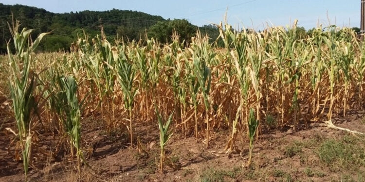 Mais de 40 municípios do RS decretaram emergência devido à estiagem