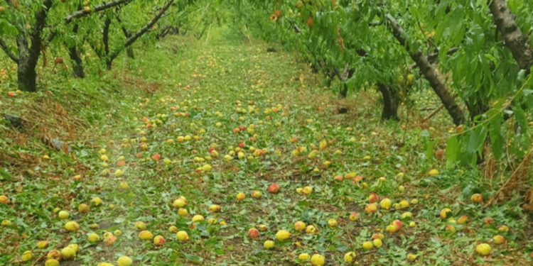 Agricultores registram grandes perdas após chuva de granizo no interior de Farroupilha