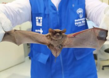Vigilância em Saúde de Caxias alerta sobre aumento da presença de morcegos e os cuidados para evitar a raiva