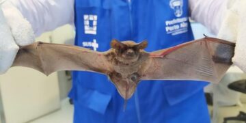 Vigilância em Saúde de Caxias alerta sobre aumento da presença de morcegos e os cuidados para evitar a raiva