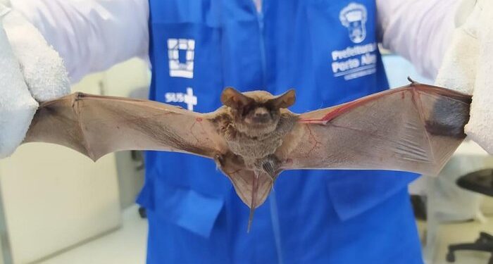 Vigilância em Saúde de Caxias alerta sobre aumento da presença de morcegos e os cuidados para evitar a raiva