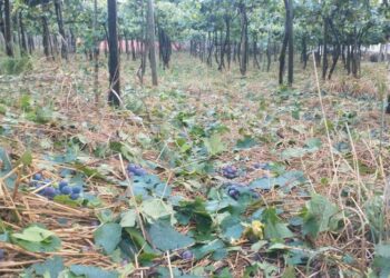 Prejuízo com os temporais dos últimos dias, deve superar os 5,5 milhões  de reias em Nova Pádua.