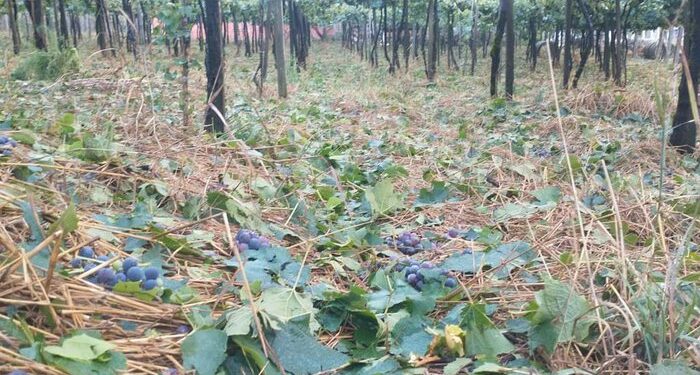 Prejuízo com os temporais dos últimos dias, deve superar os 5,5 milhões  de reias em Nova Pádua.