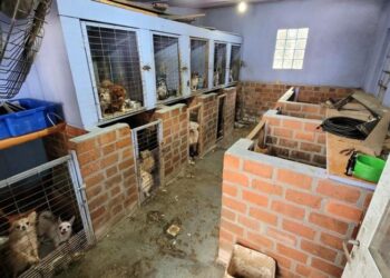 Mais de 100 cães são encontrados em situação de maus-tratos em Farroupilha