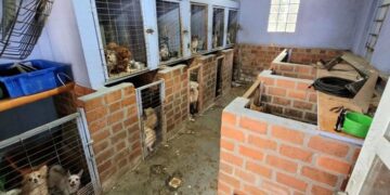 Mais de 100 cães são encontrados em situação de maus-tratos em Farroupilha