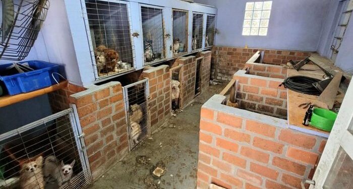 Mais de 100 cães são encontrados em situação de maus-tratos em Farroupilha
