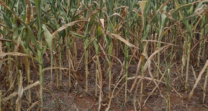 Municípios da Serra, decretam situação de emergência devido a forte estiagem