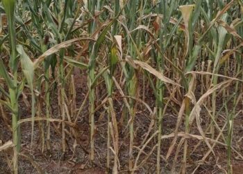 Municípios da Serra, decretam situação de emergência devido a forte estiagem