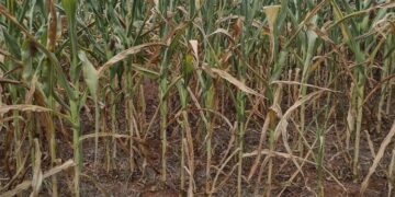 Municípios da Serra, decretam situação de emergência devido a forte estiagem