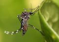 Municípios da Serra aumentam a prevenção e conscientização sobre a dengue