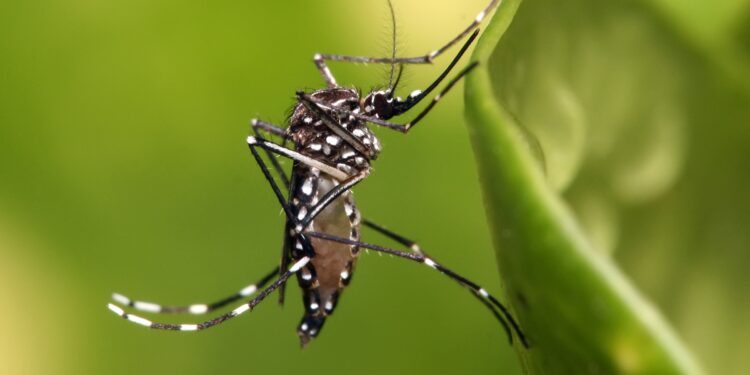 Municípios da Serra aumentam a prevenção e conscientização sobre a dengue