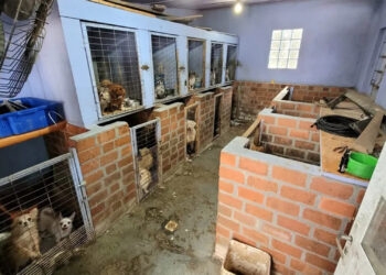 Proprietário de canil é preso por suspeita de maus-tratos contra mais de 100 cães em Farroupilha, diz polícia