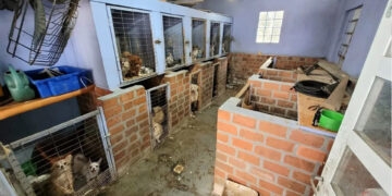 Proprietário de canil é preso por suspeita de maus-tratos contra mais de 100 cães em Farroupilha, diz polícia