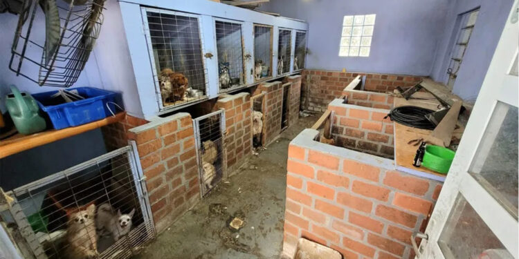 Proprietário de canil é preso por suspeita de maus-tratos contra mais de 100 cães em Farroupilha, diz polícia