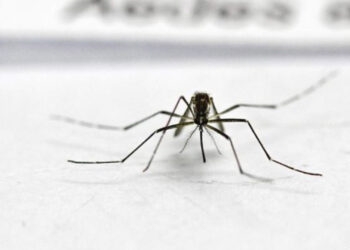 Mais de 90% dos municípios do RS estão infestados pelo Aedes aegypti, diz Secretaria da Saúde